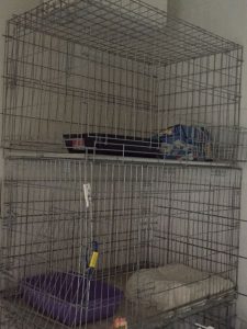 pension animalière Poissy 78