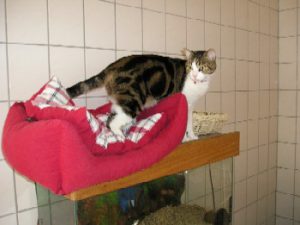 photos & vidéos pension animalière poissy