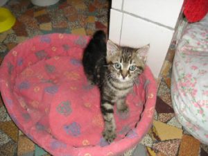 pension animalière Poissy 78