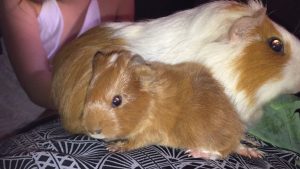 photos & vidéos pension animalière poissy