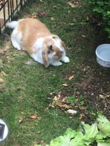 photos & vidéos pension animalière poissy