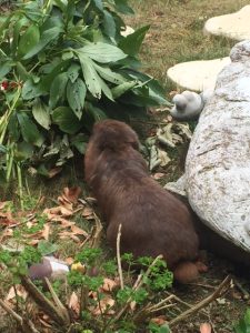 photos & vidéos pension animalière poissy