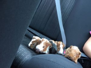 photos & vidéos pension animalière poissy