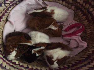 photos & vidéos pension animalière poissy