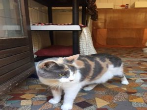 photos & vidéos pension animalière poissy