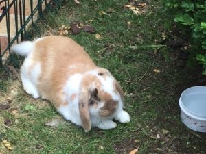 photos & vidéos pension animalière poissy
