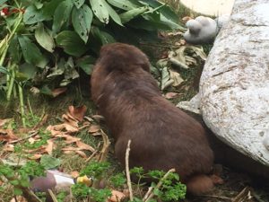 photos & vidéos pension animalière poissy