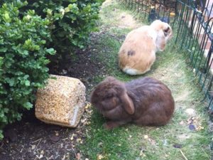 photos & vidéos pension animalière poissy