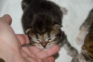 chats-siberien-cats-palace-78-poissy