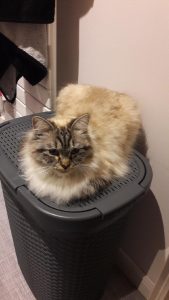 chats-siberien-cats-palace-78-poissy